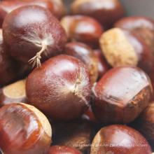 2021 New Crop Export Natural Chinese High Quality Cheap Fresh Chestnut